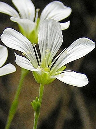 Minuartia langii