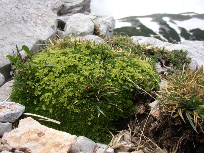 Minuartia sedoides