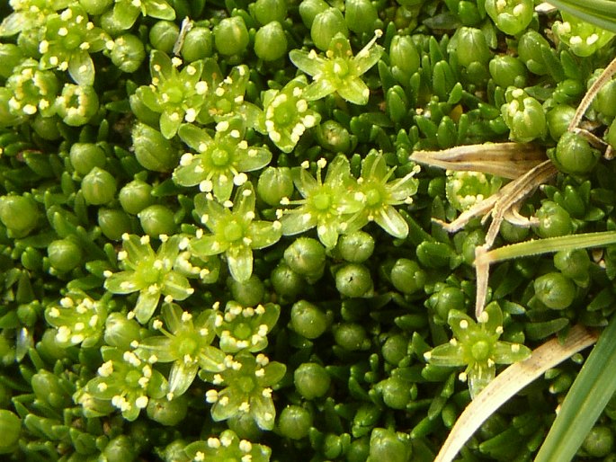 Minuartia sedoides