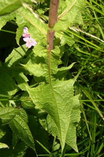 Cicerbita alpina