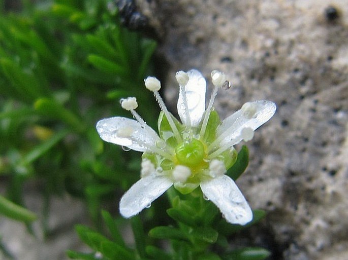 MOEHRINGIA CILIATA (Scop.) Dalla Torre - mateřka brvitá / meringia