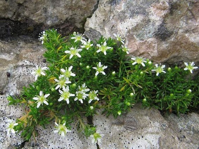 Moehringia ciliata