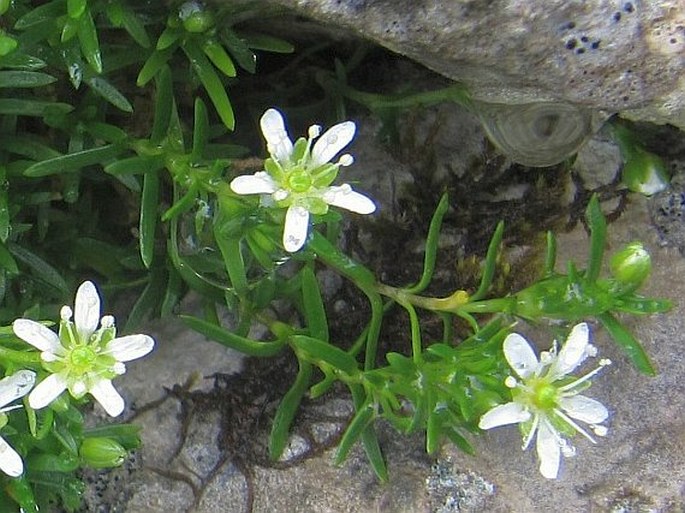 Moehringia ciliata