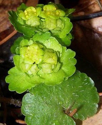 Chrysosplenium alternifolium