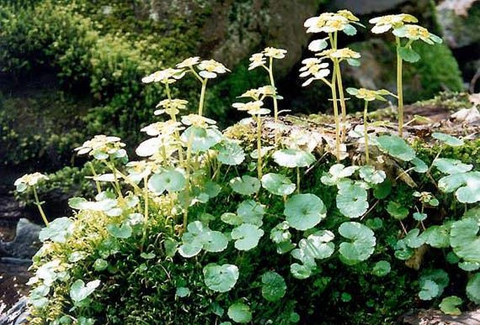 Chrysosplenium alternifolium