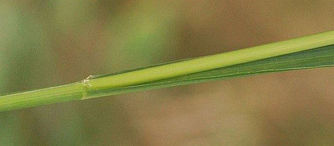 Molinia arundinacea