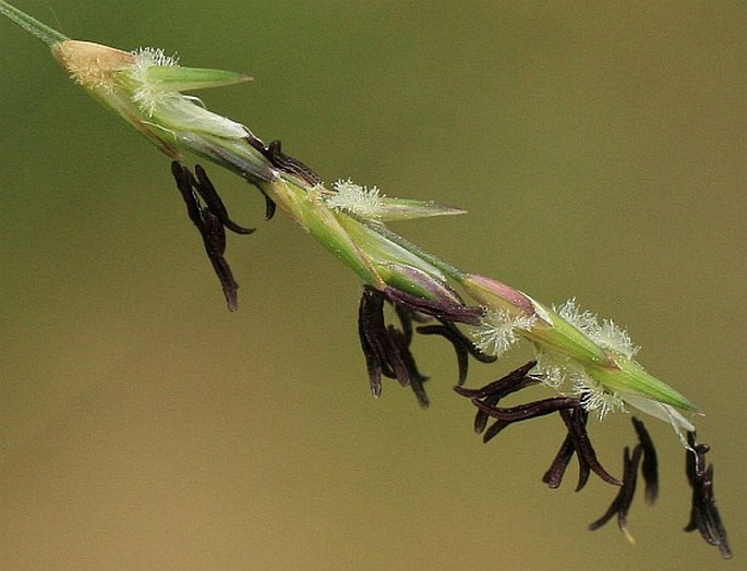 Molinia arundinacea