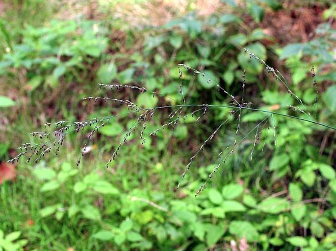 Molinia arundinacea