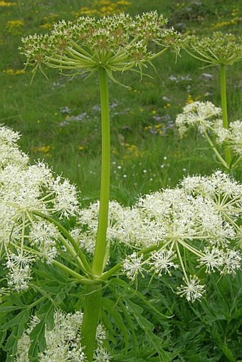 Molopospermum peloponnesiacum