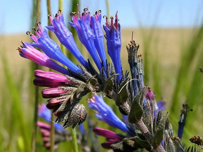 MOLTKIA COERULEA (Willd.) Lehm.