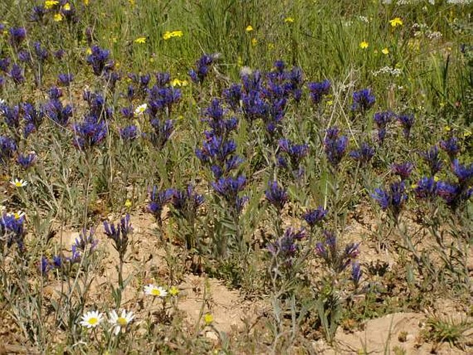 Moltkia coerulea