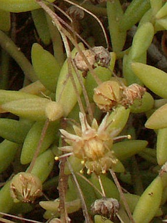 Monanthes anagensis