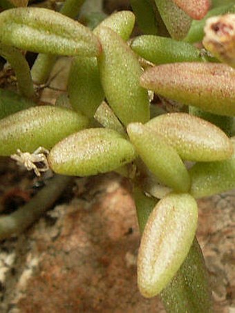 Monanthes anagensis