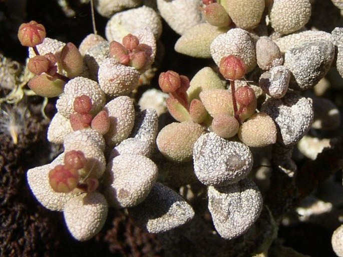 Monanthes laxiflora