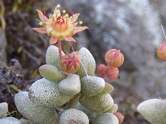 Monanthes laxiflora