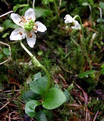 Moneses uniflora