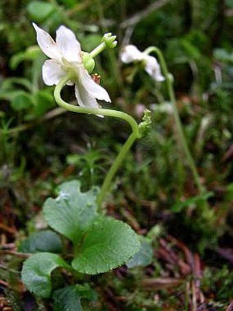 Moneses uniflora