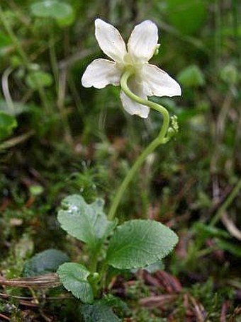 Moneses uniflora