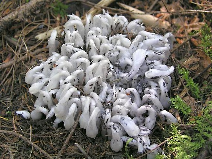 Monotropa uniflora