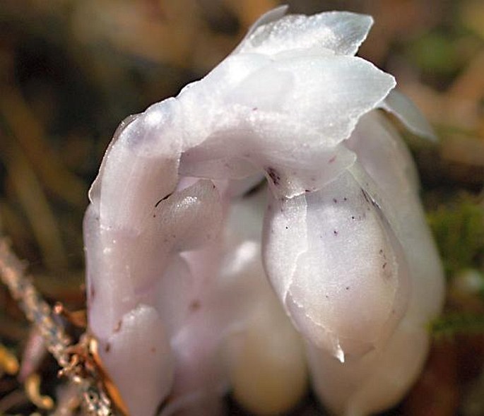 Monotropa uniflora