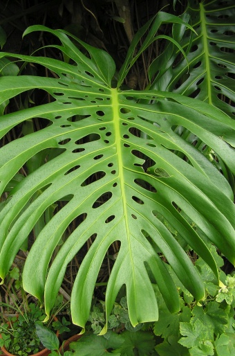 Monstera deliciosa