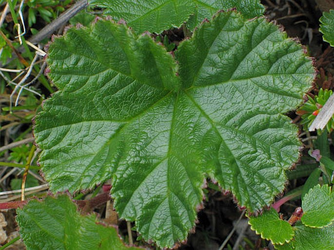 Rubus chamaemorus