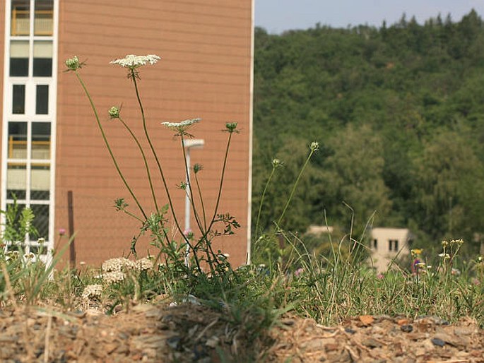 DAUCUS CAROTA L. - mrkev obecná / mrkva obyčajná