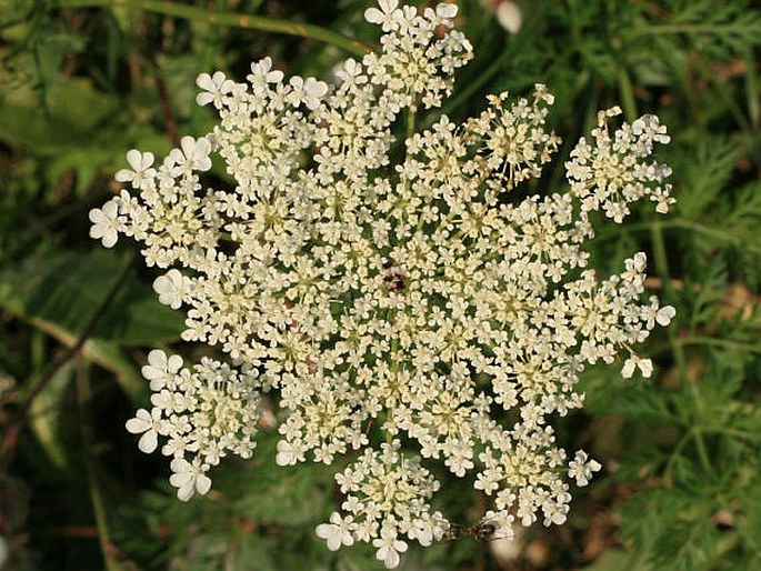 Daucus carota