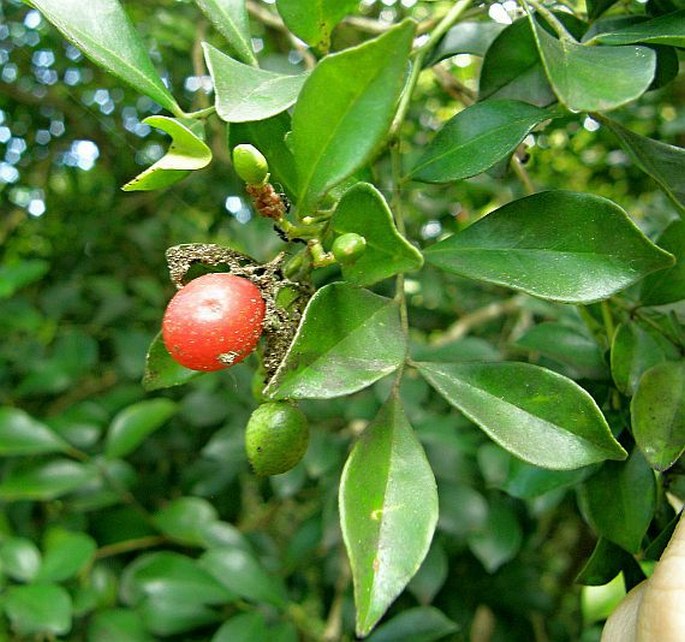 Murraya paniculata