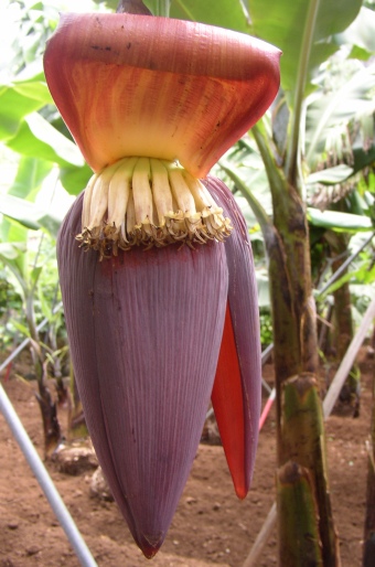 Musa acuminata ´Dwarf Cavendish´