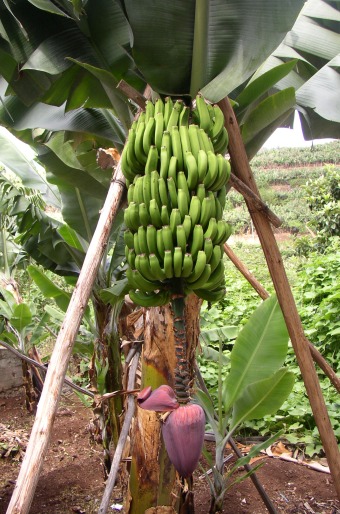 Musa acuminata ´Dwarf Cavendish´