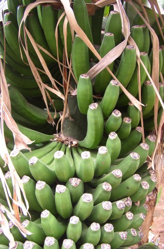 Musa acuminata ´Dwarf Cavendish´