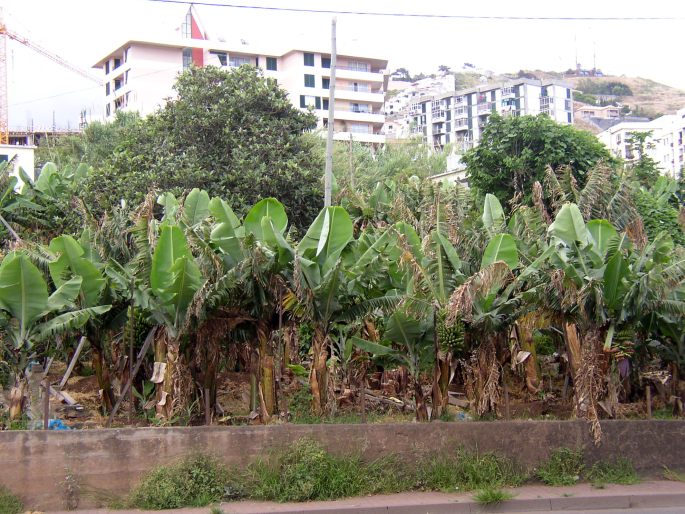 Musa acuminata ´Dwarf Cavendish´