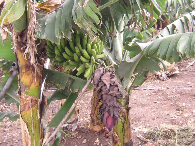 Musa acuminata ´Dwarf Cavendish´