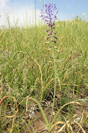 Muscari comosum