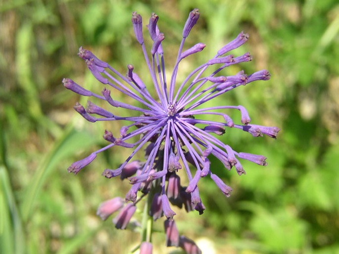 MUSCARI COMOSUM (L.) Miller – modřenec chocholatý / leopoldia chochlatá