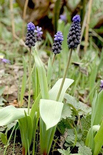 Muscari latifolium