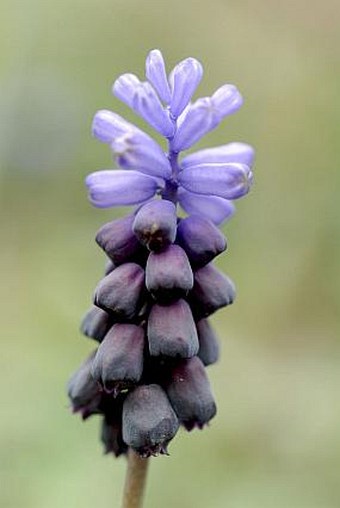 Muscari latifolium