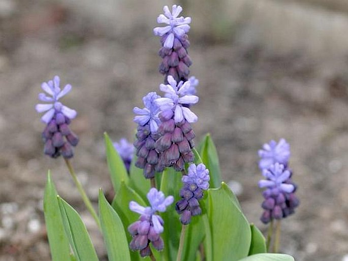 MUSCARI LATIFOLIUM J. Kirk – modřenec / modrica