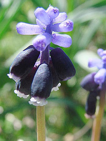 Muscari neglectum