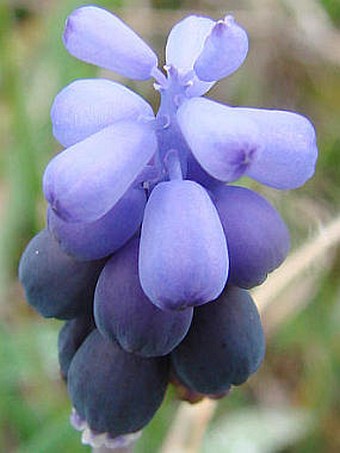 Muscari neglectum