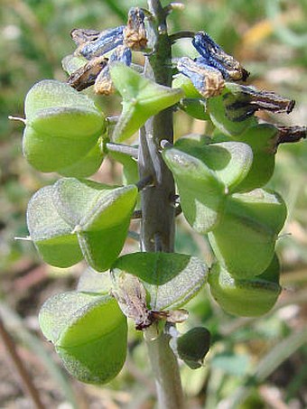 Muscari neglectum