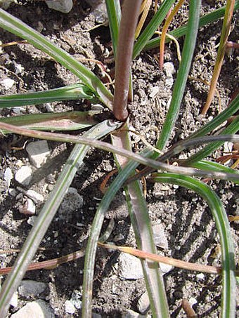 Muscari neglectum