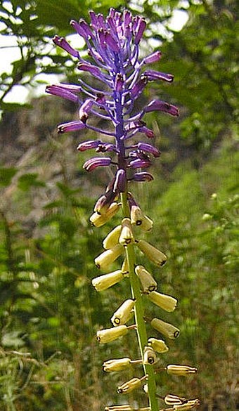 Muscari tenuiflorum