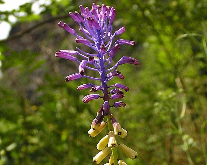 MUSCARI TENUIFLORUM Tausch – modřenec tenkokvětý / leopoldia tenkokvetá