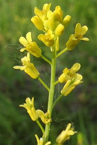 Myagrum perfoliatum