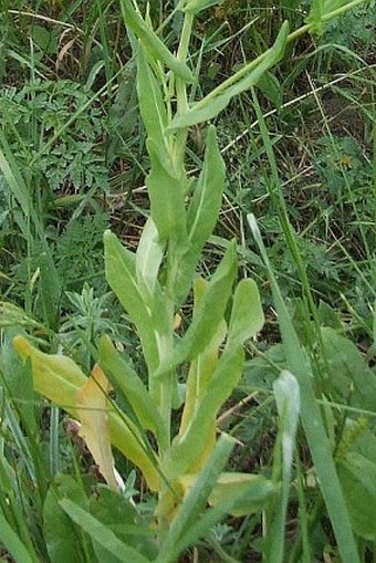 Myagrum perfoliatum