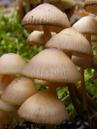 Mycena tintinnabulum