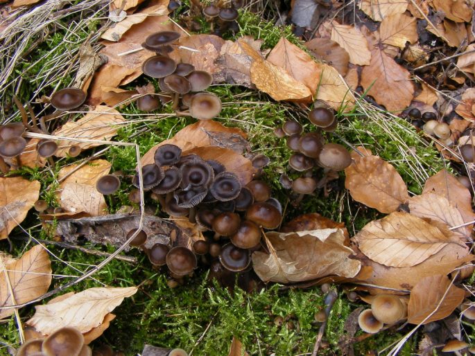 Mycena tintinnabulum