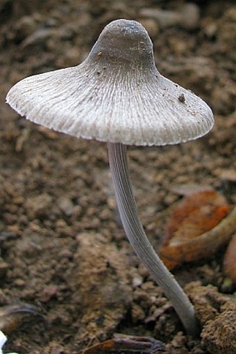 Mycena polygramma